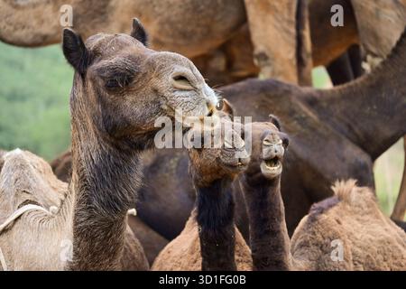 Pushkar, Rajasthan, Inde. 27 octobre 2025. Foire annuelle de chameau à Pushkar, montre des milliers de commerçants de bétail de toute la région se rassemblant à la foire traditionnelle de chameau, où des animaux - principalement des chameaux - sont achetés et vendus. L'événement annuel est l'une des plus grandes foires de chameaux et de bétail au monde. (Crédit image : © Shaukat Ahmed/Pacific Press via ZUMA Press Wire) USAGE ÉDITORIAL SEULEMENT ! Non destiné à UN USAGE commercial ! Banque D'Images
