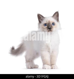 Chaton chat Sacré Birman mignon debout sur le côté. En regardant vers la caméra. Isolé sur fond blanc Banque D'Images