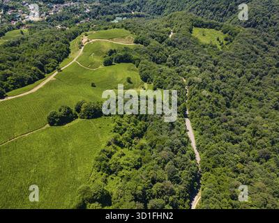 Cascades vertes de plantations de thé dans les montagnes Banque D'Images