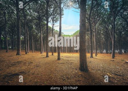 Forêt de Pinewood au coucher du soleil, Tombolo di Marina di Cecina, Maremme, Toscane, Italie Europe. Banque D'Images