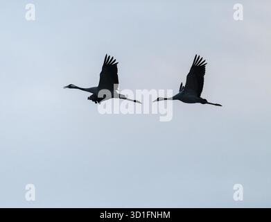 Grue (Grus grus), deux grues en vol, silhouettes, basse-Saxe, Allemagne Banque D'Images