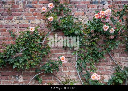 Bush avec des roses grimpantes contre un mur de briques. Les fleurs sont dans différentes nuances de rose et de blanc, entourées de feuilles vertes. Banque D'Images