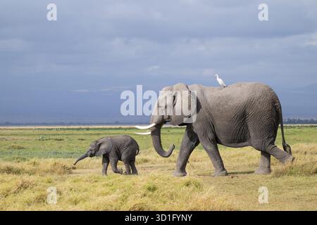Éléphant d'Afrique (Loxodonta africana), mère d'aigrette de vache (Bubulcus ibis) et petit, bébé éléphant, parc national d'Amboseli, Rift Valley Provi Banque D'Images