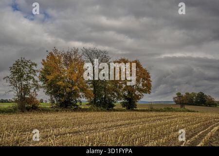 Une rangée d'arbres colorés se dresse sur le bord d'un champ de maïs récolté. Le ciel est nuageux et l'atmosphère est calme. L'automne se reflète dans la variété Banque D'Images