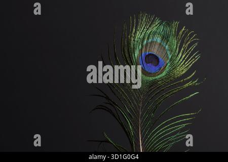 Gros plan d'une plume de paon colorée sur un fond noir Banque D'Images