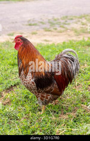 Coq debout à l'extérieur, affichant des plumes colorées dans une ferme Chvalovice Banque D'Images