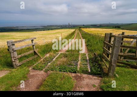 Piste de ferme et grille de bétail menant vers la côte à travers des champs d'été Banque D'Images
