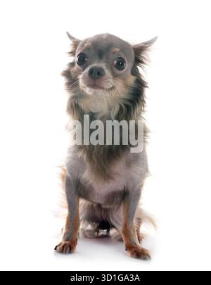 Peu chihuahua in front of white background Banque D'Images