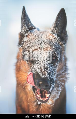 Portrait de chien dans la neige Banque D'Images