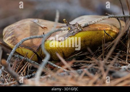 Suillus collinitus (Boletus Colino) sur un lit d'aiguilles de pin, Alcoy, Espagne Banque D'Images
