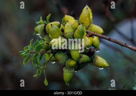 Glands verts de chêne Holm (Quercus ilex) avec gouttes de pluie, Alcoy, Espagne Banque D'Images