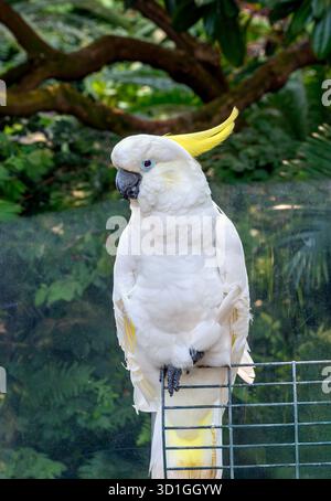 Sulphur Crested Cockatoo (cacatua galerita), Bloedel Conservatory, Queen Elizabeth Park, Vancouver (Colombie-Britannique), Canada Banque D'Images
