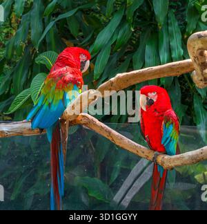 Arachas à ailes vertes (ara chloropterus), Bloedel Conservatory, Queen Elizabeth Park, Vancouver (Colombie-Britannique), Canada Banque D'Images
