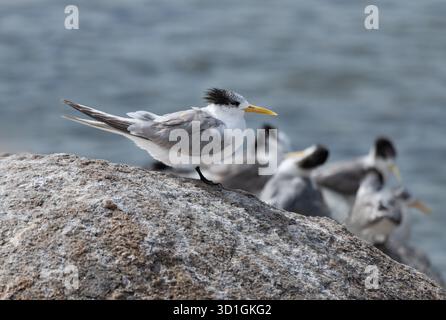 Sternes à crête inférieure sur un rocher à Encounter Bay, Australie méridionale, Australie Banque D'Images