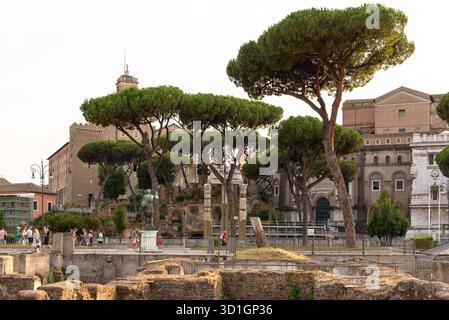 Pins en pierre (Pinus pinea) au Forum de Trajan à Rome, Italie Banque D'Images