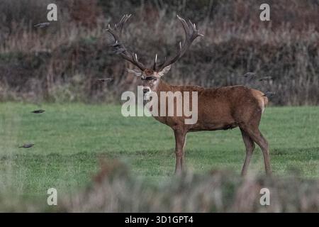 Le monarque de Cornouailles, Red Deer. West Cornwall. vivre avec du bétail et être abrité par un fermier merveilleux. Les habitants l'appellent Dave le cerf. Le fermier a donné à Dave la chance de vivre encore 2-5 ans, ce qui en fait l'un des plus anciens sinon les plus anciens de Cornwall crédit : kathleen White/Alamy Live News Banque D'Images