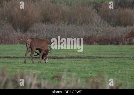 Le monarque de Cornouailles, Red Deer. West Cornwall. vivre avec du bétail et être abrité par un fermier merveilleux. Les habitants l'appellent Dave le cerf. Le fermier a donné à Dave la chance de vivre encore 2-5 ans, ce qui en fait l'un des plus anciens sinon les plus anciens de Cornwall crédit : kathleen White/Alamy Live News Banque D'Images