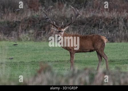 Le monarque de Cornouailles, Red Deer. West Cornwall. vivre avec du bétail et être abrité par un fermier merveilleux. Les habitants l'appellent Dave le cerf. Le fermier a donné à Dave la chance de vivre encore 2-5 ans, ce qui en fait l'un des plus anciens sinon les plus anciens de Cornwall crédit : kathleen White/Alamy Live News Banque D'Images
