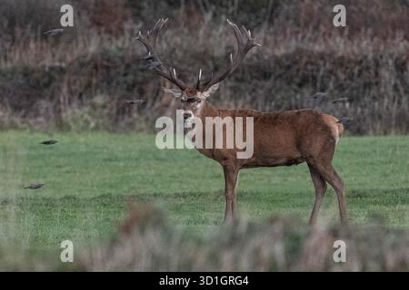 Le monarque de Cornouailles, Red Deer. West Cornwall. vivre avec du bétail et être abrité par un fermier merveilleux. Les habitants l'appellent Dave le cerf. Le fermier a donné à Dave la chance de vivre encore 2-5 ans, ce qui en fait l'un des plus anciens sinon les plus anciens de Cornwall crédit : kathleen White/Alamy Live News Banque D'Images