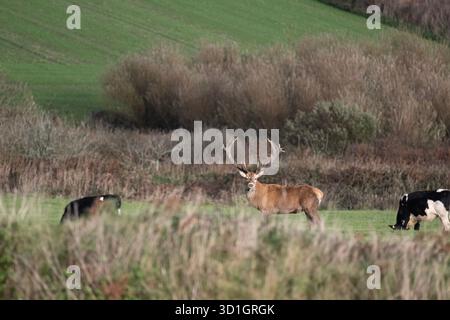 Le monarque de Cornouailles, Red Deer. West Cornwall. vivre avec du bétail et être abrité par un fermier merveilleux. Les habitants l'appellent Dave le cerf. Le fermier a donné à Dave la chance de vivre encore 2-5 ans, ce qui en fait l'un des plus anciens sinon les plus anciens de Cornwall crédit : kathleen White/Alamy Live News Banque D'Images