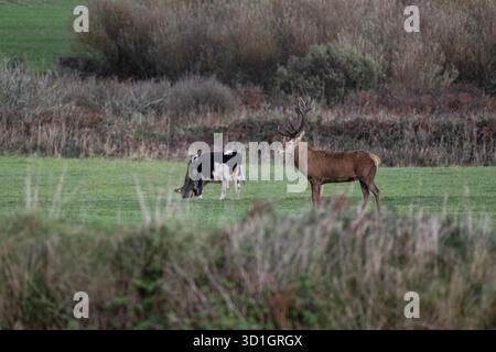 Le monarque de Cornouailles, Red Deer. West Cornwall. vivre avec du bétail et être abrité par un fermier merveilleux. Les habitants l'appellent Dave le cerf. Le fermier a donné à Dave la chance de vivre encore 2-5 ans, ce qui en fait l'un des plus anciens sinon les plus anciens de Cornwall crédit : kathleen White/Alamy Live News Banque D'Images