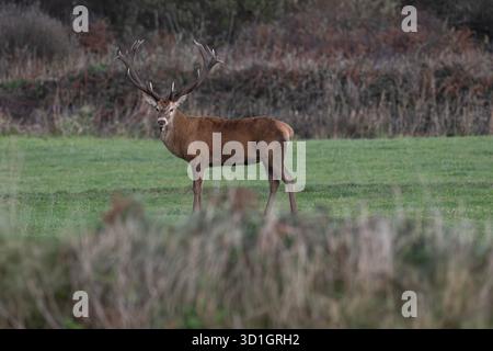 Le monarque de Cornouailles, Red Deer. West Cornwall. vivre avec du bétail et être abrité par un fermier merveilleux. Les habitants l'appellent Dave le cerf. Le fermier a donné à Dave la chance de vivre encore 2-5 ans, ce qui en fait l'un des plus anciens sinon les plus anciens de Cornwall crédit : kathleen White/Alamy Live News Banque D'Images