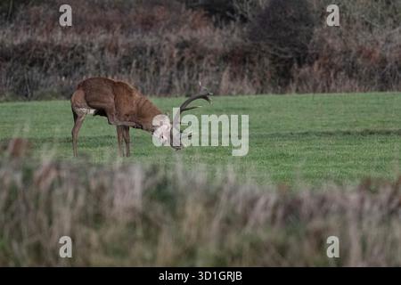 Le monarque de Cornouailles, Red Deer. West Cornwall. vivre avec du bétail et être abrité par un fermier merveilleux. Les habitants l'appellent Dave le cerf. Le fermier a donné à Dave la chance de vivre encore 2-5 ans, ce qui en fait l'un des plus anciens sinon les plus anciens de Cornwall crédit : kathleen White/Alamy Live News Banque D'Images