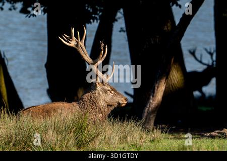 Cerf rouge majestueux (Cervus elaphus) cerf avec de gros bois reposant dans les prairies sur la rive du lac pendant l'ornière en automne / automne Banque D'Images