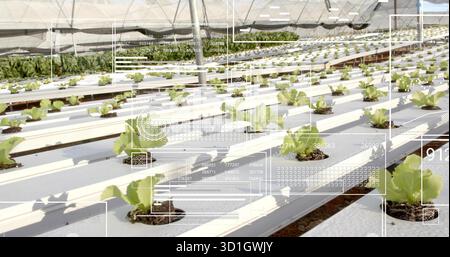 Culture de semis de laitue dans des canaux hydroponiques à la serre avec des tubes d'irrigation, tissu d'ombrage Banque D'Images