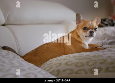 Un petit chien brun et blanc est allongé sur un lit. Le chien regarde la caméra Banque D'Images