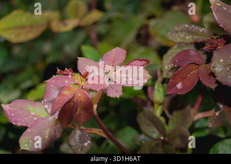 Gros plan de feuilles de rose rouge recouvertes de gouttes de pluie, reflétant une lumière douce dans un jardin luxuriant. L'image capture la fraîcheur, la tranquillité, et le n Banque D'Images