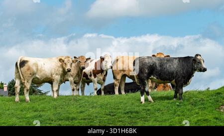 Un groupe de taureaux de différentes couleurs se tient sur une colline verte vibrante à West Cork. Ils semblent pâlir et regarder vers le spectateur, un Banque D'Images