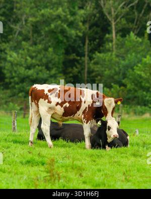 Les vaches reposent dans un champ à West Cork. Une vache avec des marques brunes et blanches se tient au-dessus d'une vache noire et blanche qui se repose. Une autre vache est couchée à proximité Banque D'Images