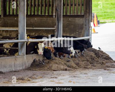 Vaches mangeant du foin dans un abri agricole. Les animaux se rassemblent, alignés, à la foin. Banque D'Images