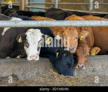 Bovins dans une auge dans une grange. Ces animaux ont l'air en bonne santé et bien nourris à l'intérieur de l'enceinte. Banque D'Images