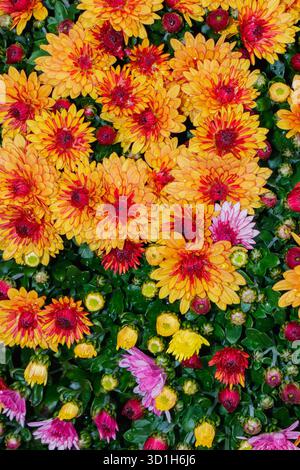 Gros plan de chrysanthèmes colorés en pleine floraison avec des nuances d'orange, jaune, rouge et rose. La texture florale dense et les pétales de rosée capturent le f Banque D'Images