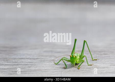 Gros plan d'une sauterelle verte éclatante ou d'un cricket du Bush sur une surface en bois en France Banque D'Images