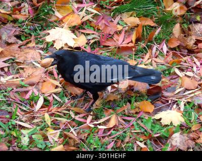 Rabenkraaehen moegen Walnuesse, die sie BEI jeder Gelegenheit mit dem Schnabel greifen und davon tragen, WO sie die Nuesse vorraetig lagern Rabenkraehe mit Walnuss im Schnabel sichernd *** corbeaux corbeaux comme des noix, qu'ils saisissent avec leur bec à chaque occasion et emportent, où ils stockent les noix à l'avance corbeau corbeau avec noix dans le bec Banque D'Images