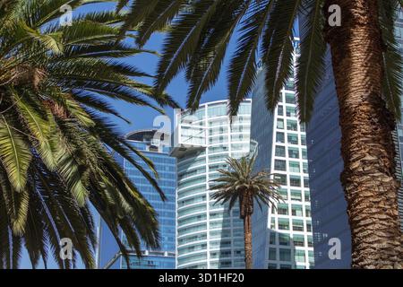 Gratte-ciel modernes encadrés par des palmiers dans le quartier financier de Mexico sous un ciel bleu clair Banque D'Images