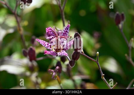 Fleurs d'automne violettes tachetées de Crapaud Lily Tricyrtis formosana 'Dark Beauty' dans le jardin britannique septembre Banque D'Images