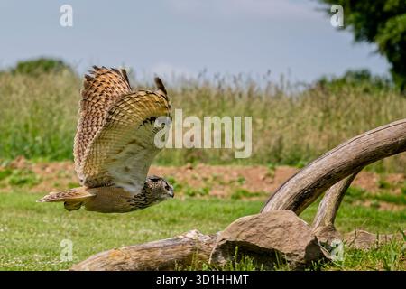 Gros plan d'un hibou Eurasian Eagle volant près du sol dans le Wiltshire, au Royaume-Uni Banque D'Images