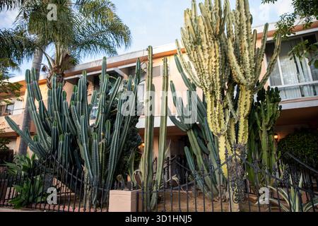 Grand cactus colonnaire géant à côté d'un immeuble résidentiel à Los Angeles Banque D'Images