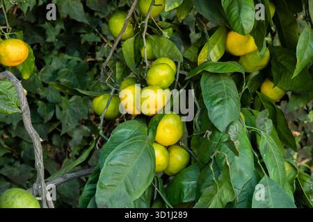 Mandarins Satsuma mûrissant sur un arbre dans un verger, Los Angeles, Californie du Sud Banque D'Images