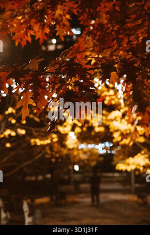 Feuilles d'automne la nuit avec des lumières bokeh dans un cadre de parc. Les couleurs chaudes du feuillage d'automne sont éclairées par la douce lueur des lampadaires et du bokeh Banque D'Images