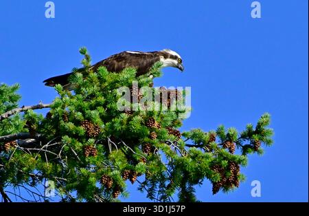 Un Osprey adulte, (Pandion haliaetus), perché sur un grand épinette observant la côte pour le poisson sur l'île de Vancouver Colombie-Britannique Canada Banque D'Images