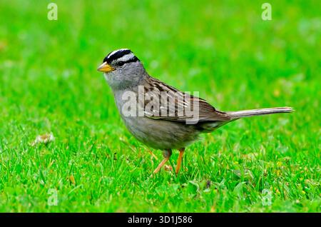 Portrait de côté d'un moineau à couronne blanche 'Zonotrichia leucophrys' qui se nourrit dans l'herbe verte de l'été sur l'île de Vancouver, en Colombie-Britannique Banque D'Images