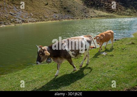 Vache paissant sur le bord du lac dans le pâturage de montagne Banque D'Images