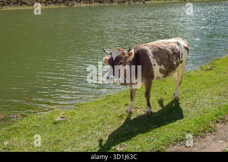 Vache paissant sur le bord du lac dans le pâturage de montagne Banque D'Images
