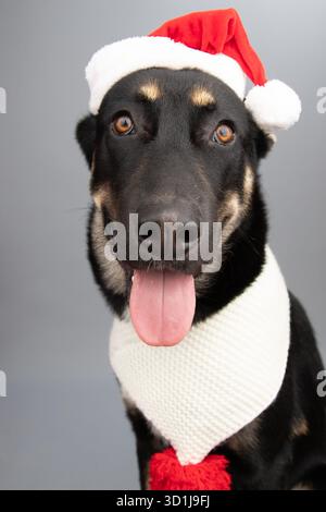 Portrait d'un chiot Shepsky gerbérien portant un chapeau de père noël et une écharpe Banque D'Images