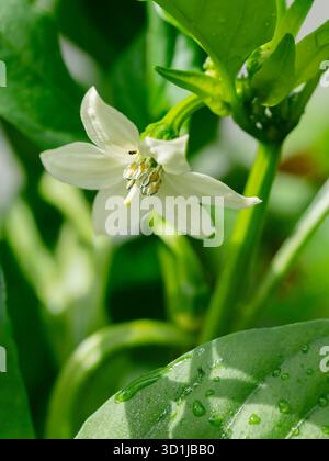 Gros plan de fleur blanche de plante de Chili jalapeno. Banque D'Images